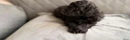 Cockapoo dogs for sale: Cockapoo  in Wrexham - Advert 4