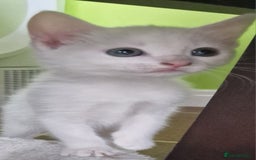 Mixed Breed cats for sale: Siberian cross ready to go!!! - Image 18