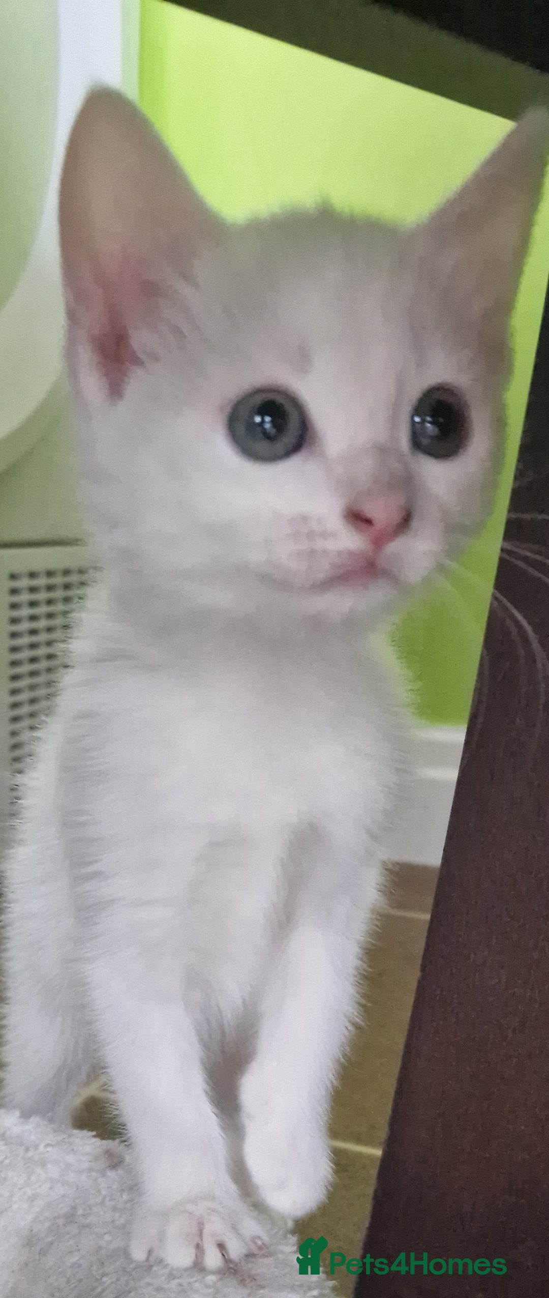 Mixed Breed cats for sale: Siberian cross ready to go!!! - Image 18