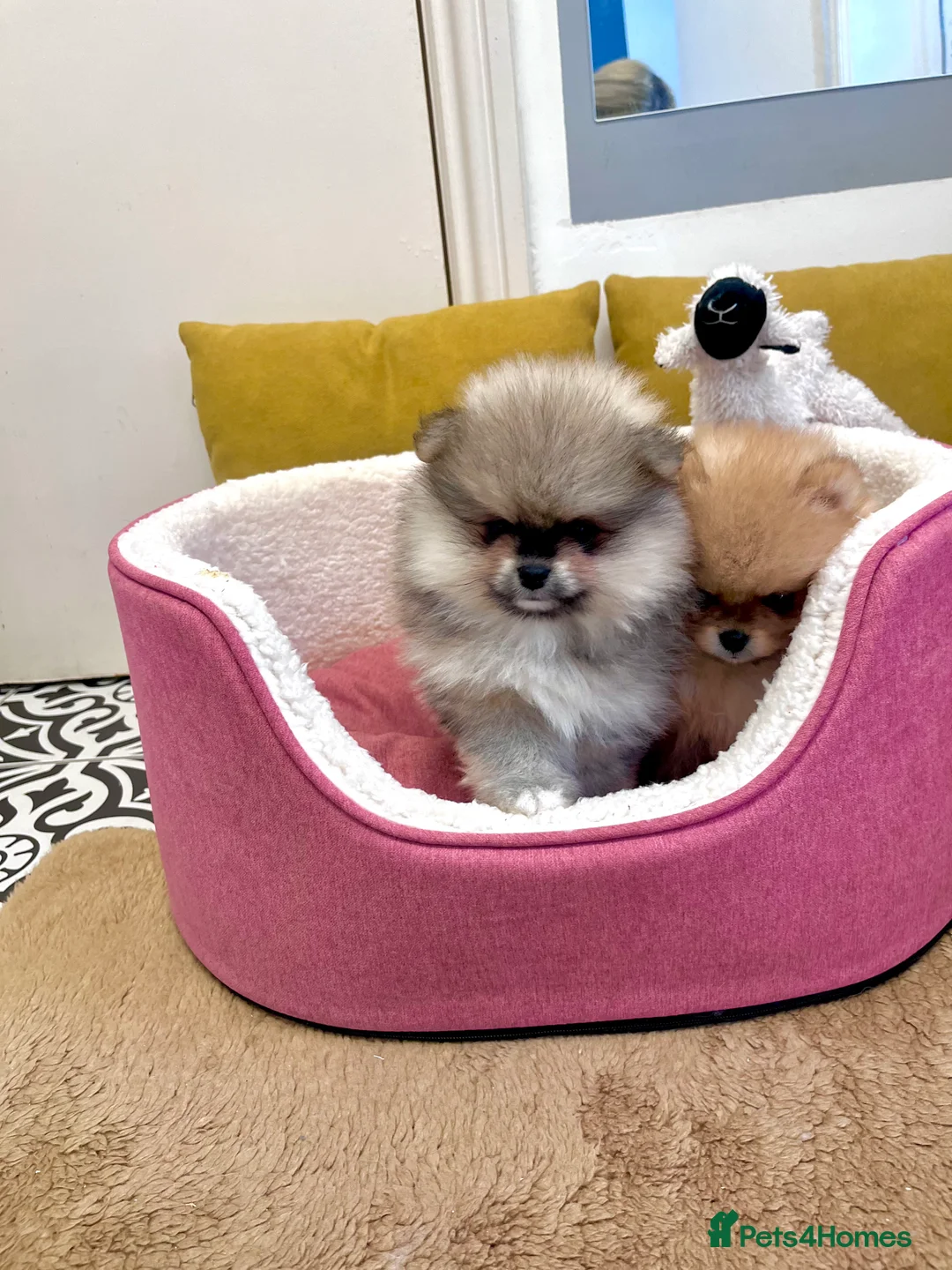 Pomeranian dogs for sale: Top Quality 🐻 Teddy Bears  - Advert 8