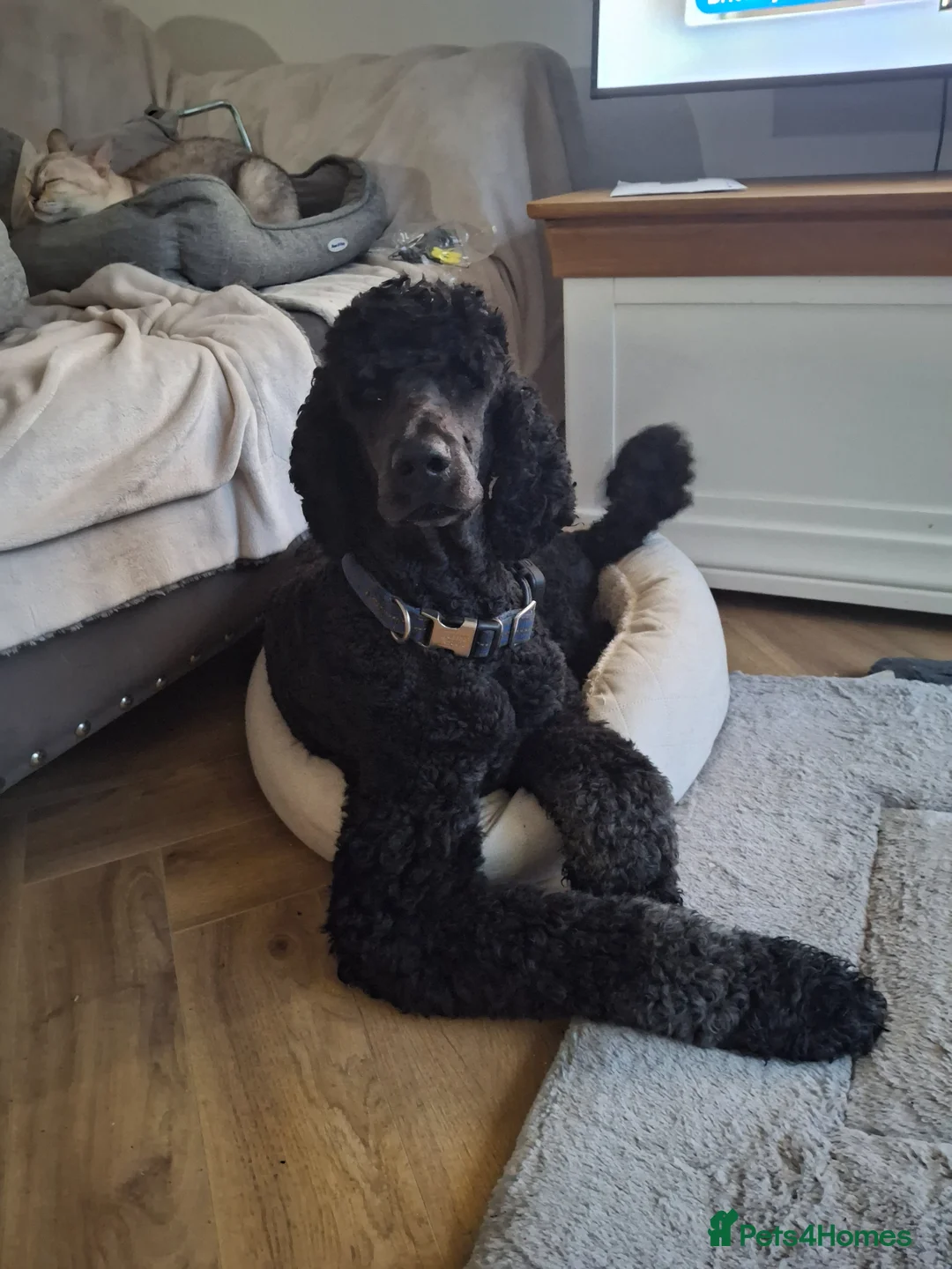 Standard Poodle dogs for stud: FOR STUD NOT SALE! in Prenton - Advert 2