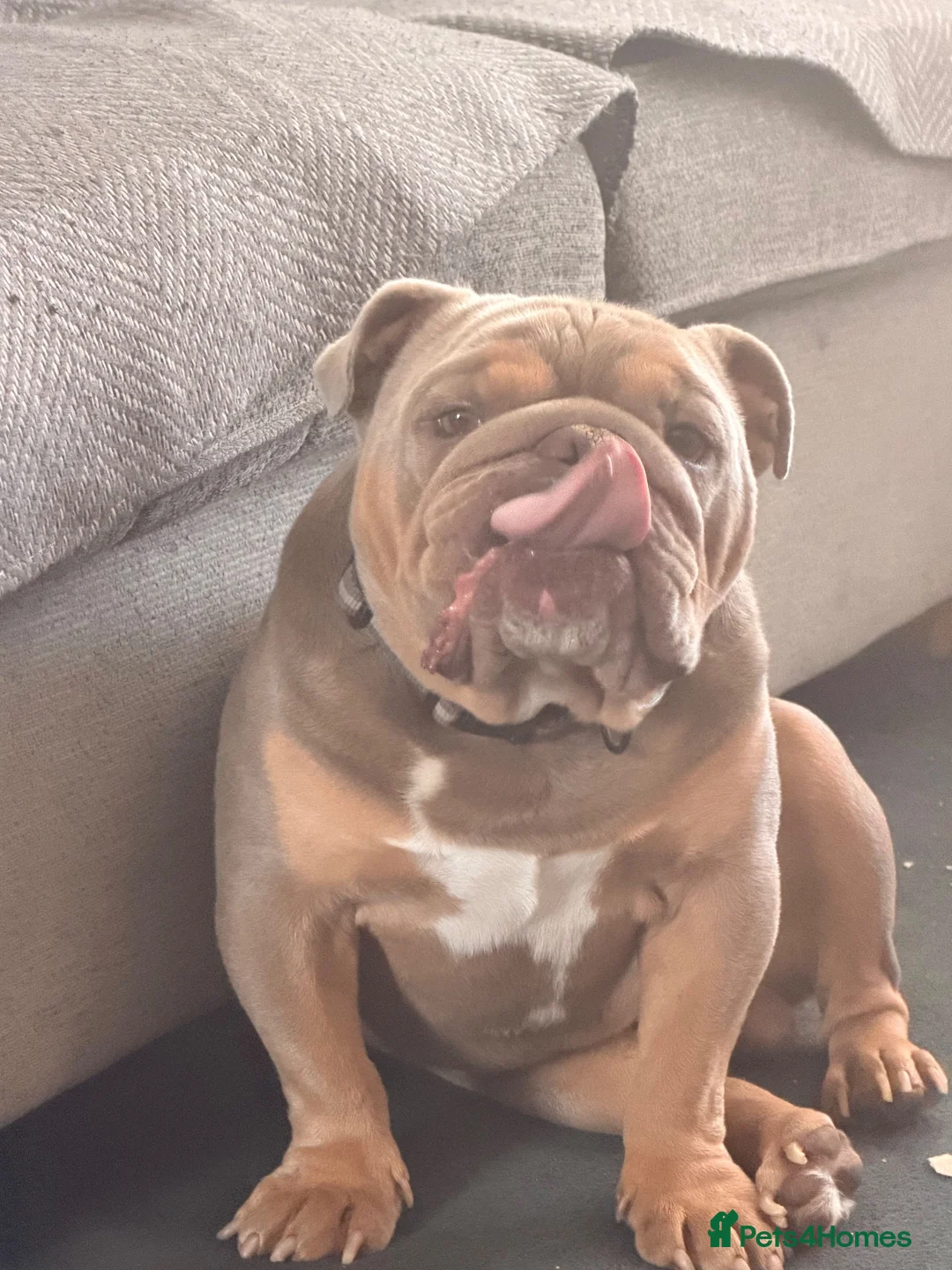 English Bulldog dogs for sale: Ronnie 6 year old bulldog - Advert 3