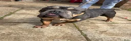 American Bulldog dogs for sale: Pocket bully  - Advert 3