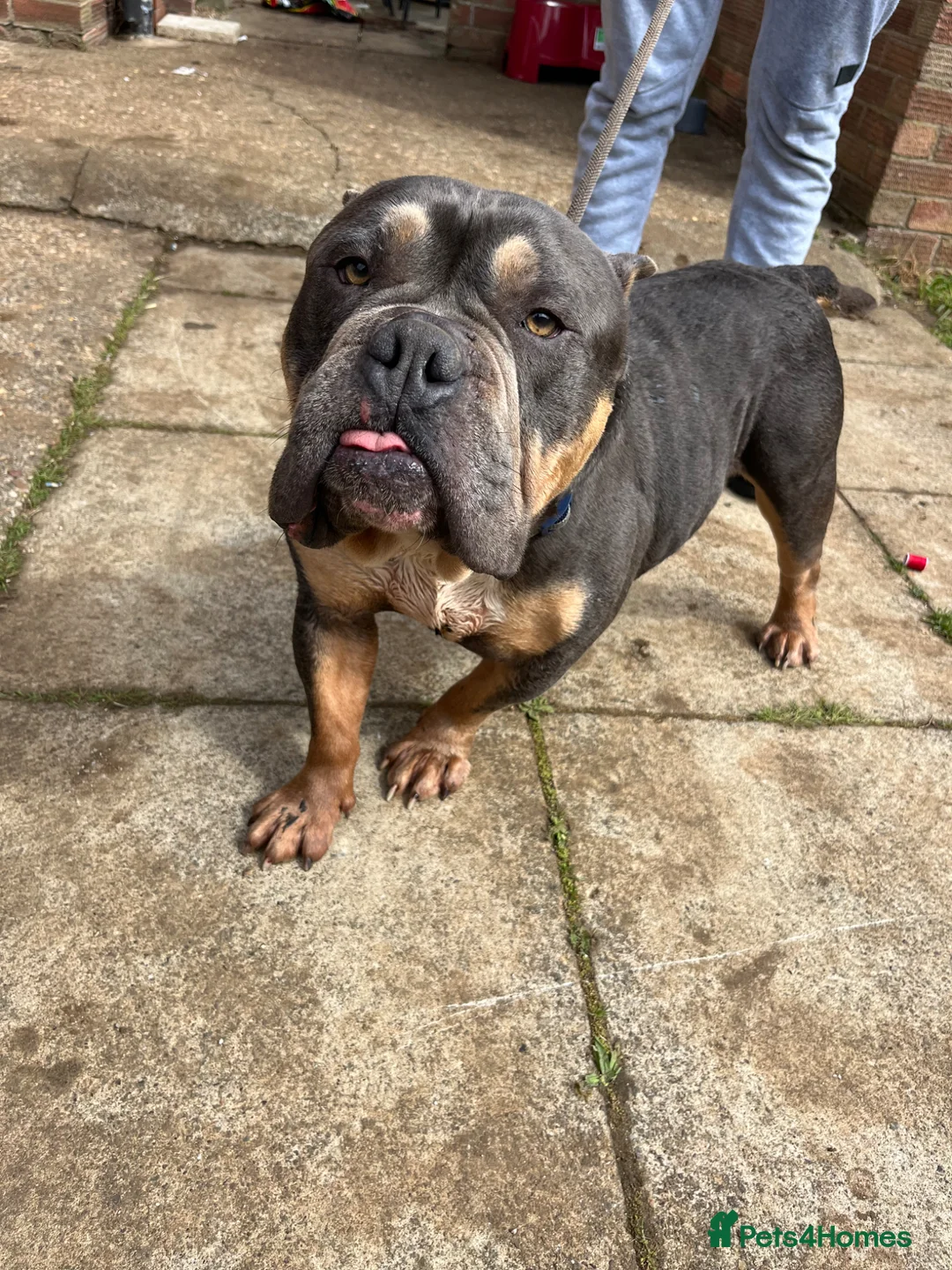 American Bulldog dogs for sale: Pocket bully  - Advert 3