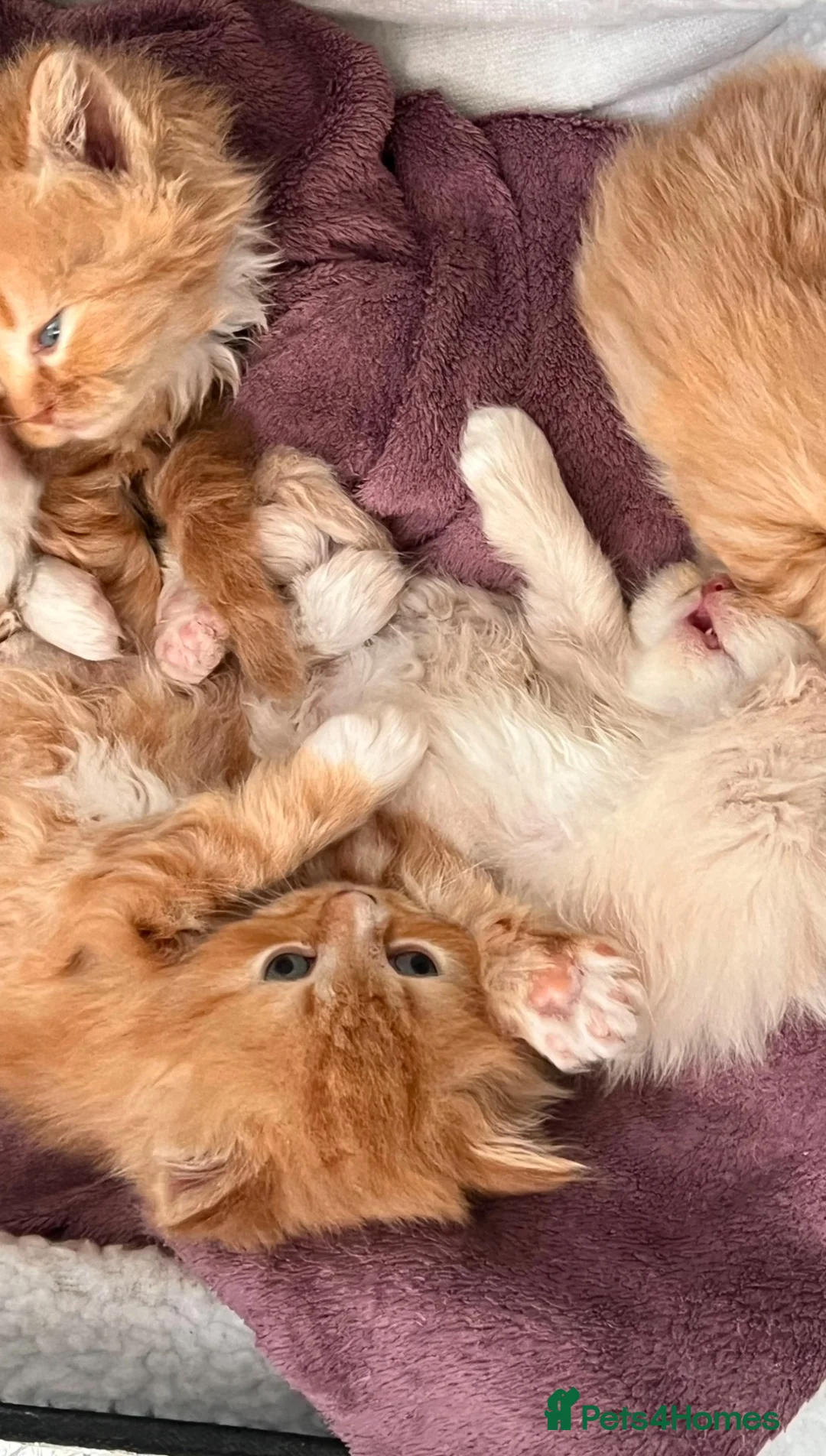 Scottish Fold cats for sale: Ginger Scottish fold kittens long hair - Advert 6