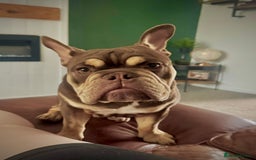 English Bulldog dogs for sale: Broly  - Image 2