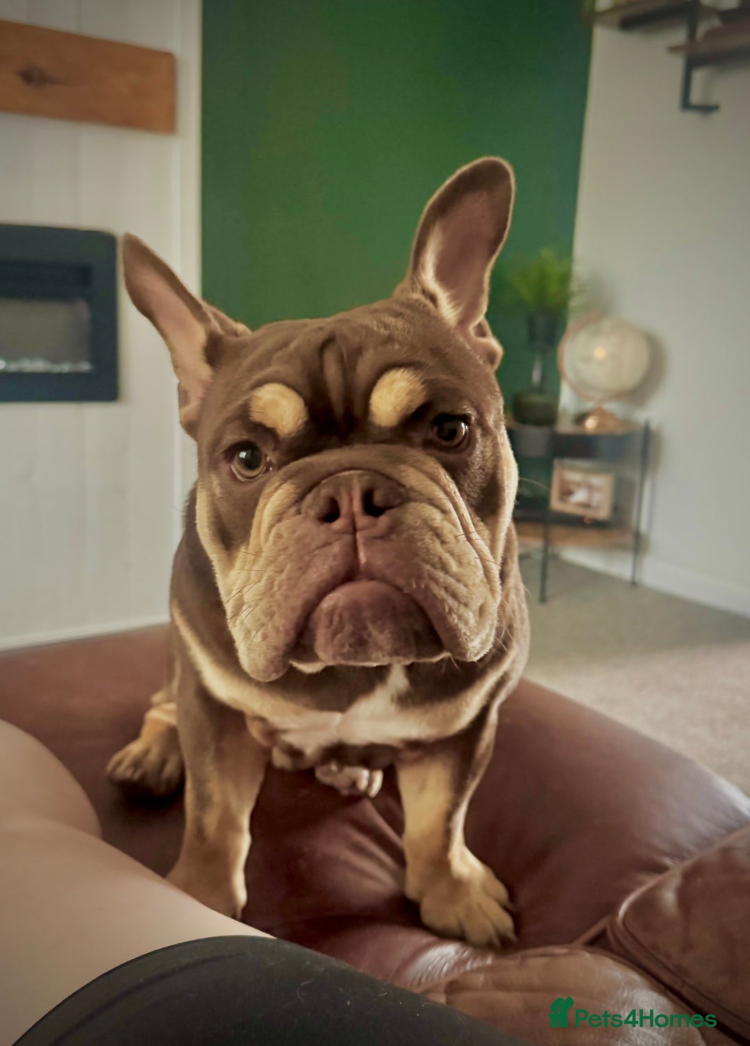 English Bulldog dogs for sale: Broly  - Image 2