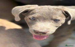 Labrador Retriever dogs for sale: Kc reg SILVER AND CHAMPAGNE LABRADORS  - Image 2