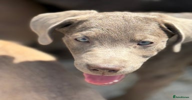Labrador Retriever dogs - Advert 10