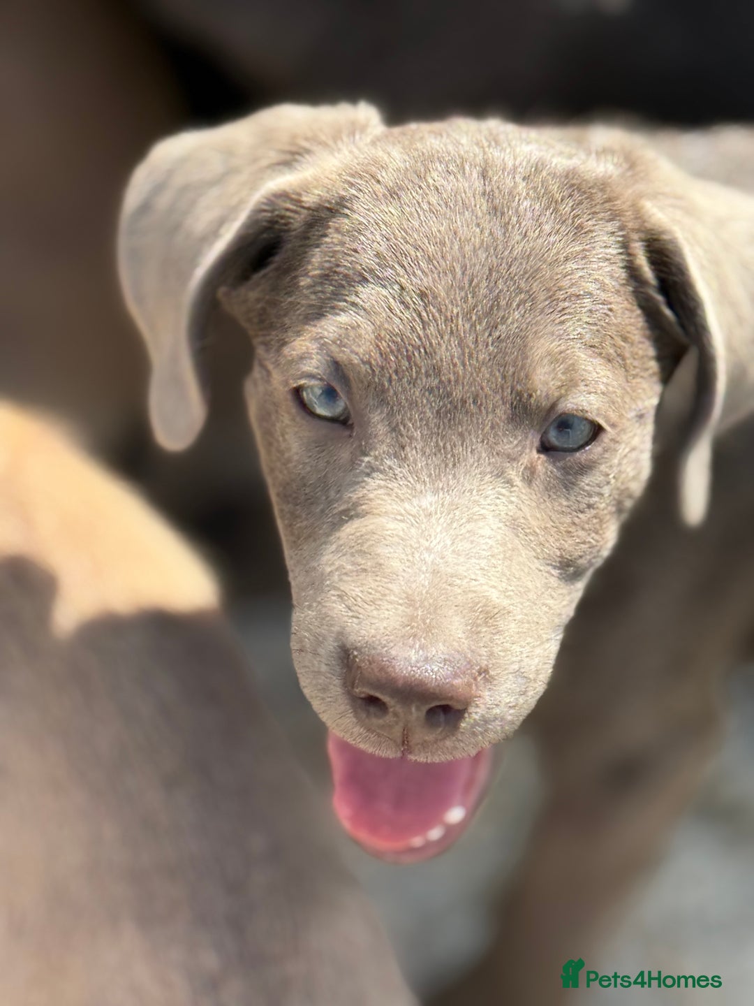 Labrador Retriever dogs for sale: Kc reg SILVER AND CHAMPAGNE LABRADORS  - Image 2