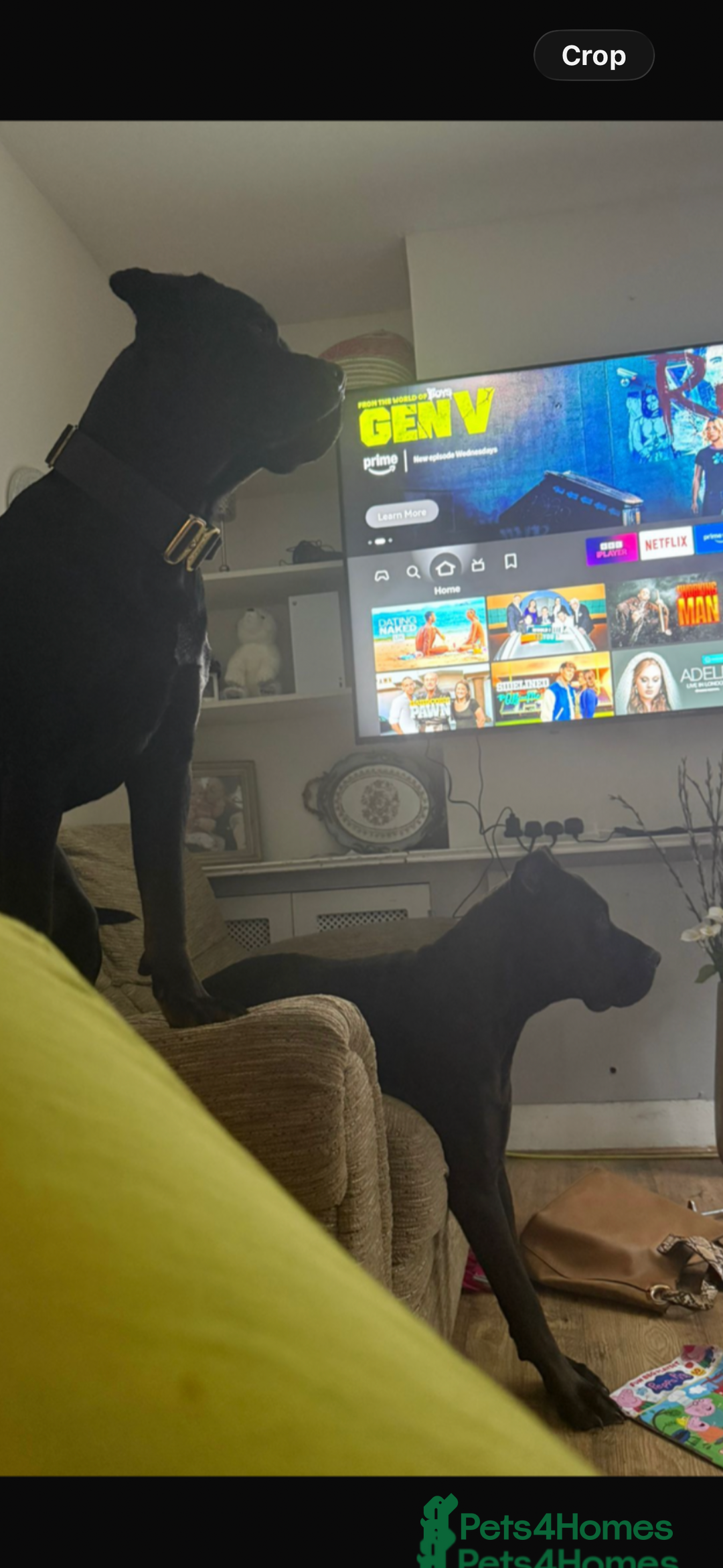 Mixed Breed dogs for sale: multigen Bandogge Puppies/mastiff - Advert 2