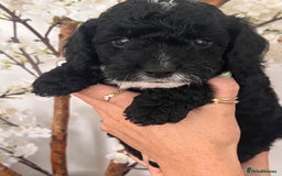 Sproodle dogs for sale: Sproodle puppies  - Image 16
