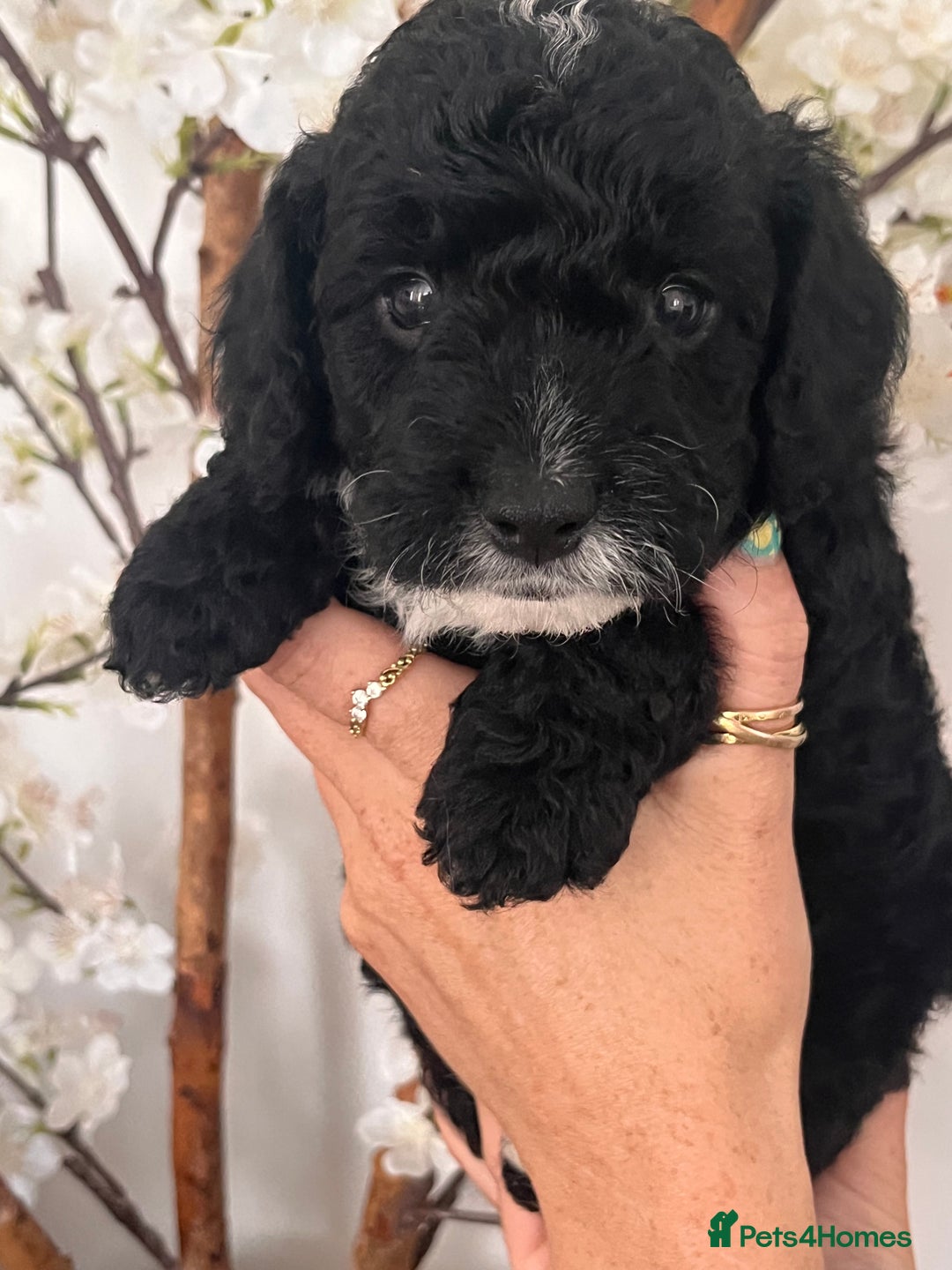 Sproodle dogs for sale: Sproodle puppies  - Image 16