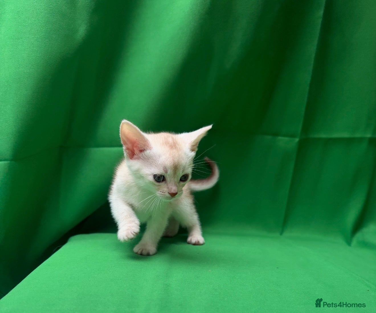 Abyssinian cats 🌟 CHAMPION LINES SILVER BLACK & SILVER CINNAMON  - Advert 2