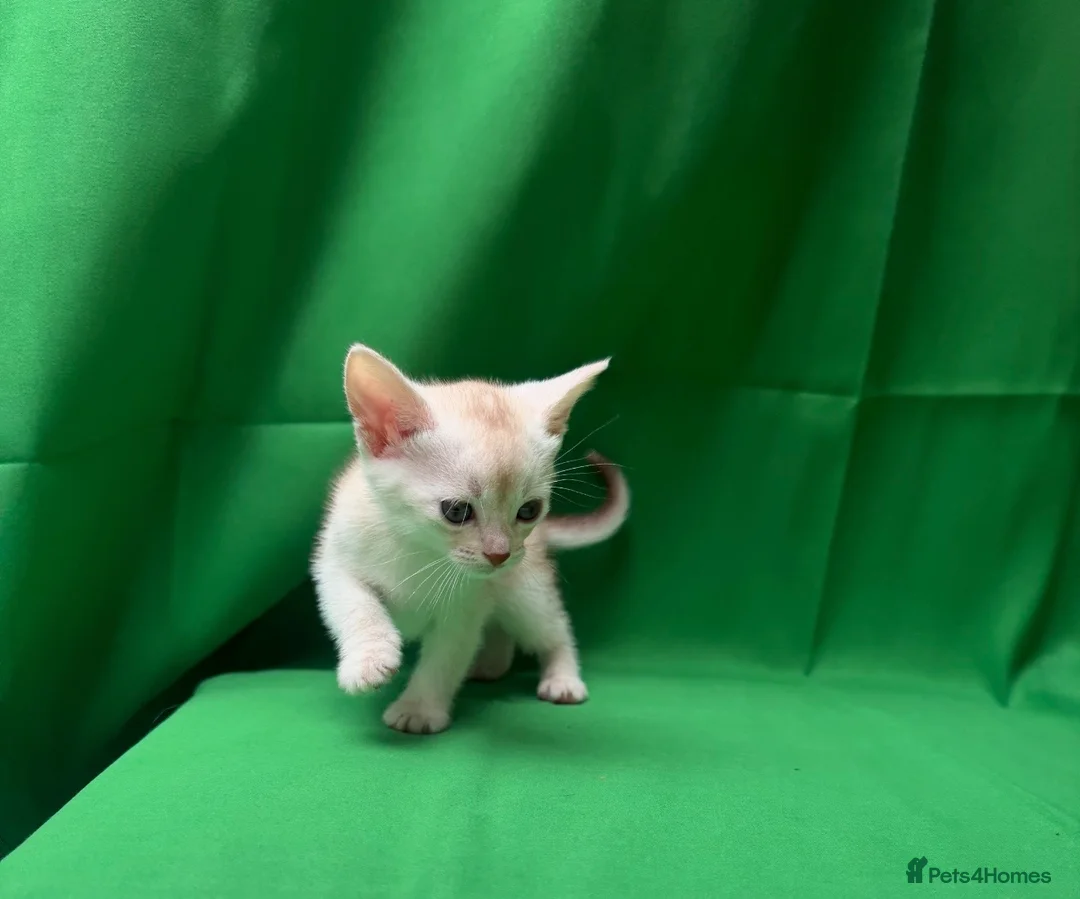 Abyssinian cats for sale: 🌟 CHAMPION LINES SILVER BLACK & SILVER CINNAMON  - Advert 2