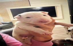 English Bull Terrier dogs for sale: Adorable English Bull Terrier Puppies - Image 27