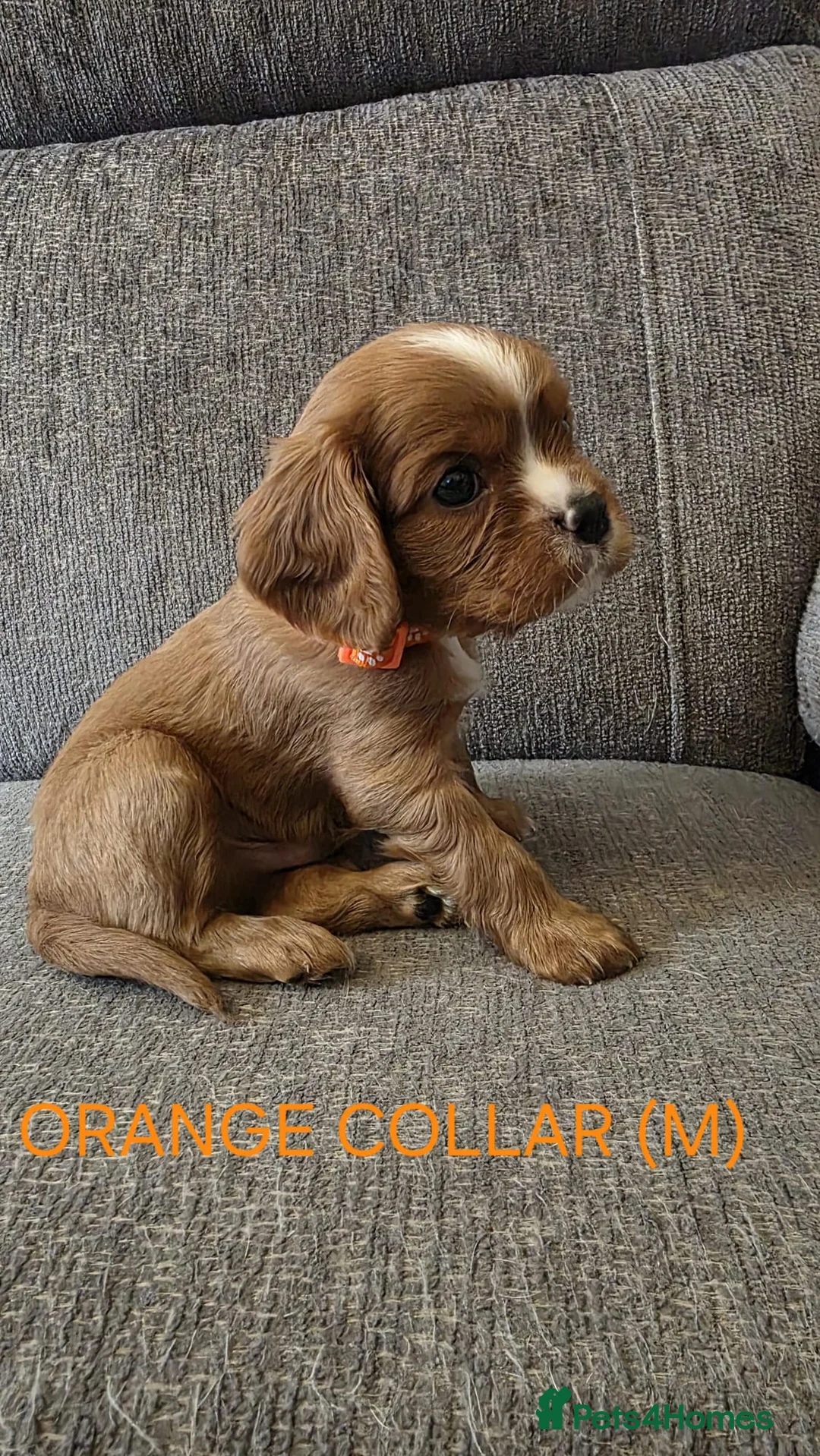 Cavalier King Charles Spaniel dogs for sale: Cavalier king charles spaniels in Fleetwood - Advert 22