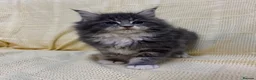 Mixed Breed cats for sale: Maine Coon X Half Ragdoll Kittens  - Advert 4