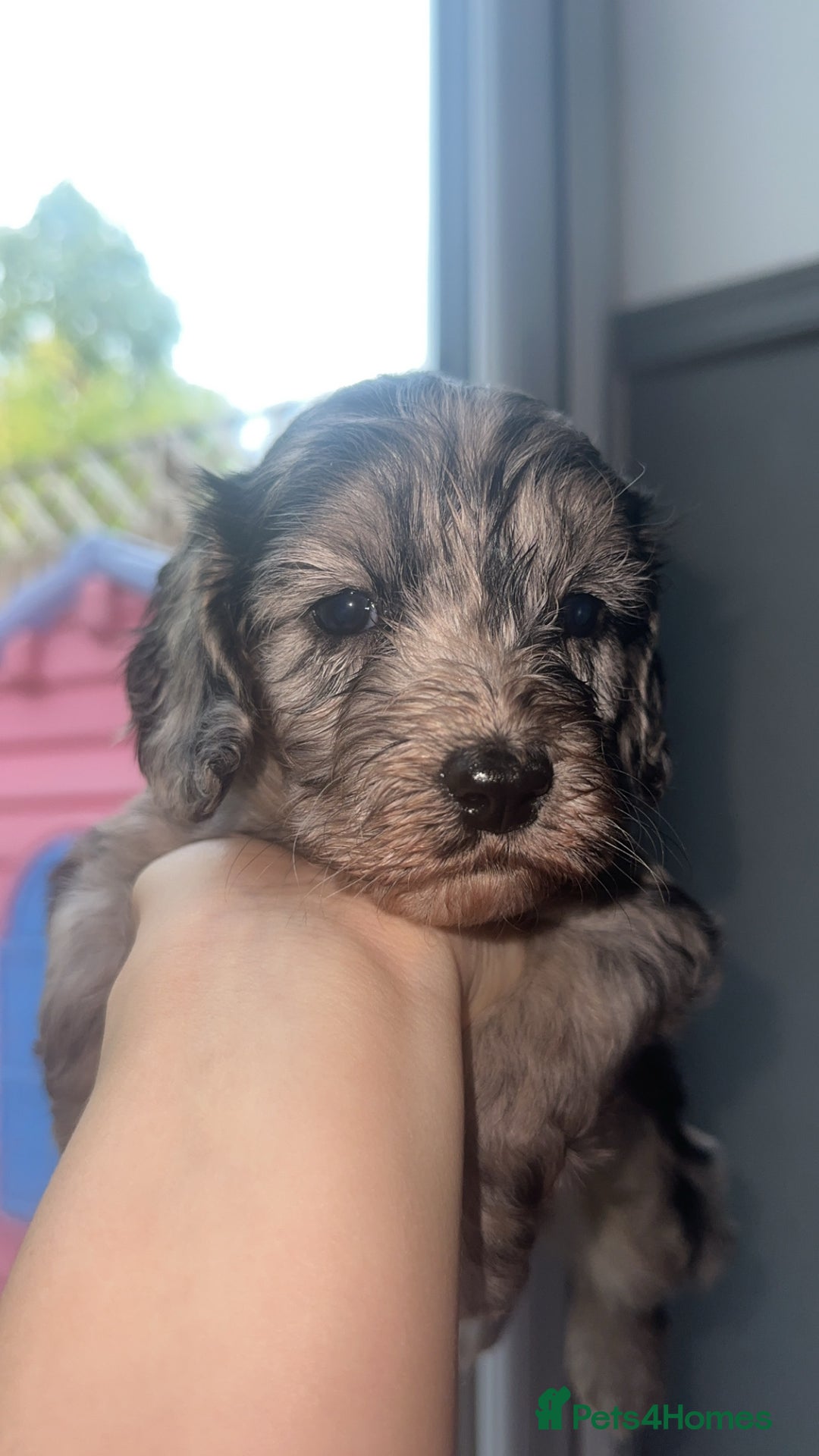Cockapoo dogs for sale: 5 beautiful cockapoos! ONLY 2 LEFT  - Image 5