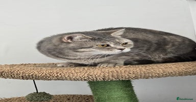 Mixed Breed cats - Advert 11