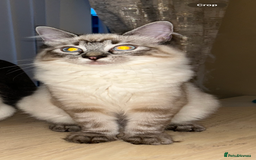 Ragdoll cats for sale: Stunning lynx tabby ragdoll  - Image 3