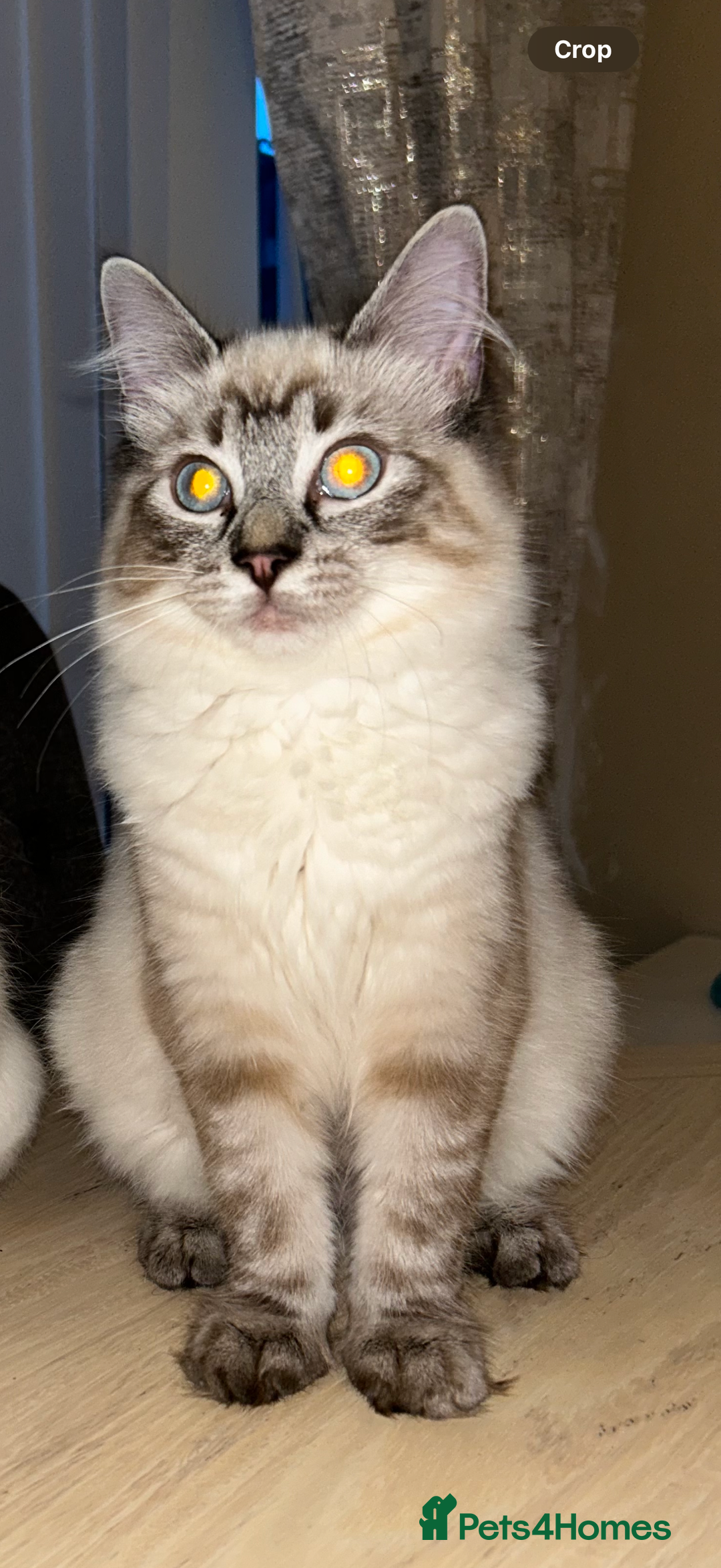 Ragdoll cats for sale: Stunning lynx tabby ragdoll  - Image 3