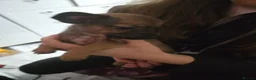 Mixed Breed dogs for sale: Chi x pups  in Derby - Advert 5