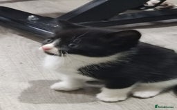 Mixed Breed cats for sale: Adorable kittens  - Image 15