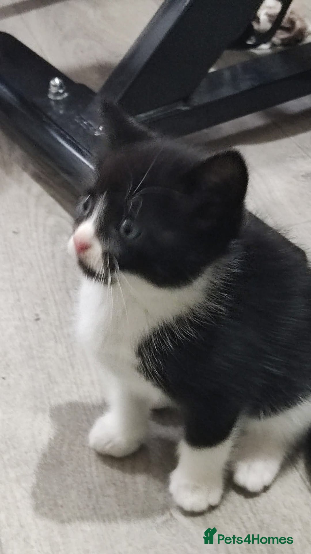 Mixed Breed cats for sale: Adorable kittens  - Image 15
