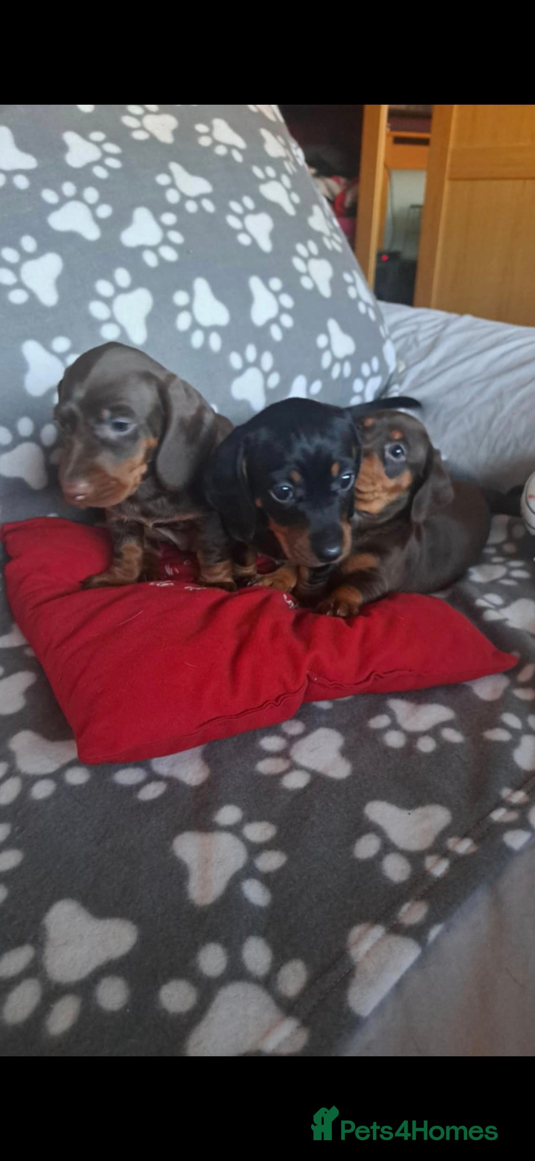 Dachshund dogs for sale: Beautiful Dachshund Puppies - Advert 36