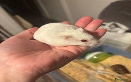 Hamster rodents for sale: Russian Dwarf Female (11 months old) - Image 3