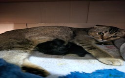 Scottish Fold cats for sale: 3 Beautiful Scottish Fold/straight kittens  - Image 10