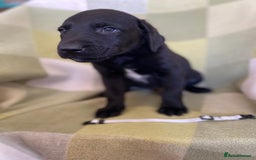 Labrador Retriever dogs for sale: KC Registered Labradors - Image 2