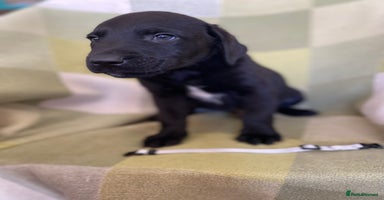 Labrador Retriever dogs - Advert 6