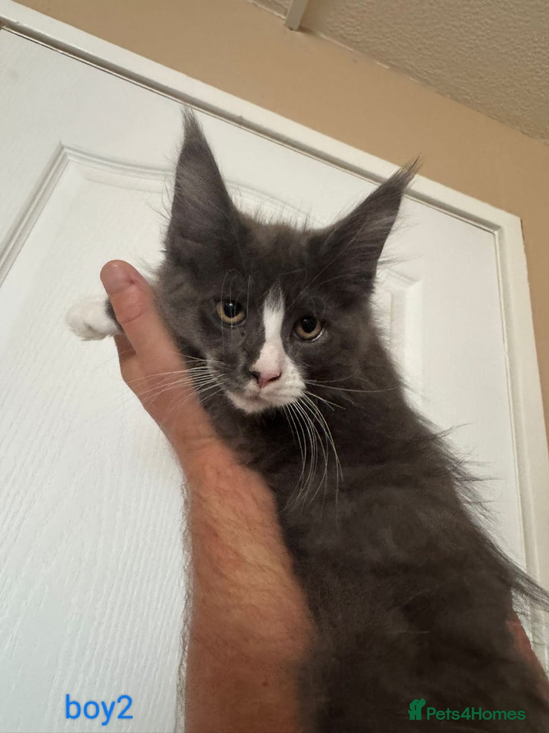 Maine Coon cats for sale: Gorgeous maine coon kittens  - Image 10