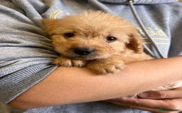 Labradoodle dogs for sale: Gorgeous labradoodle puppies  - Image 11