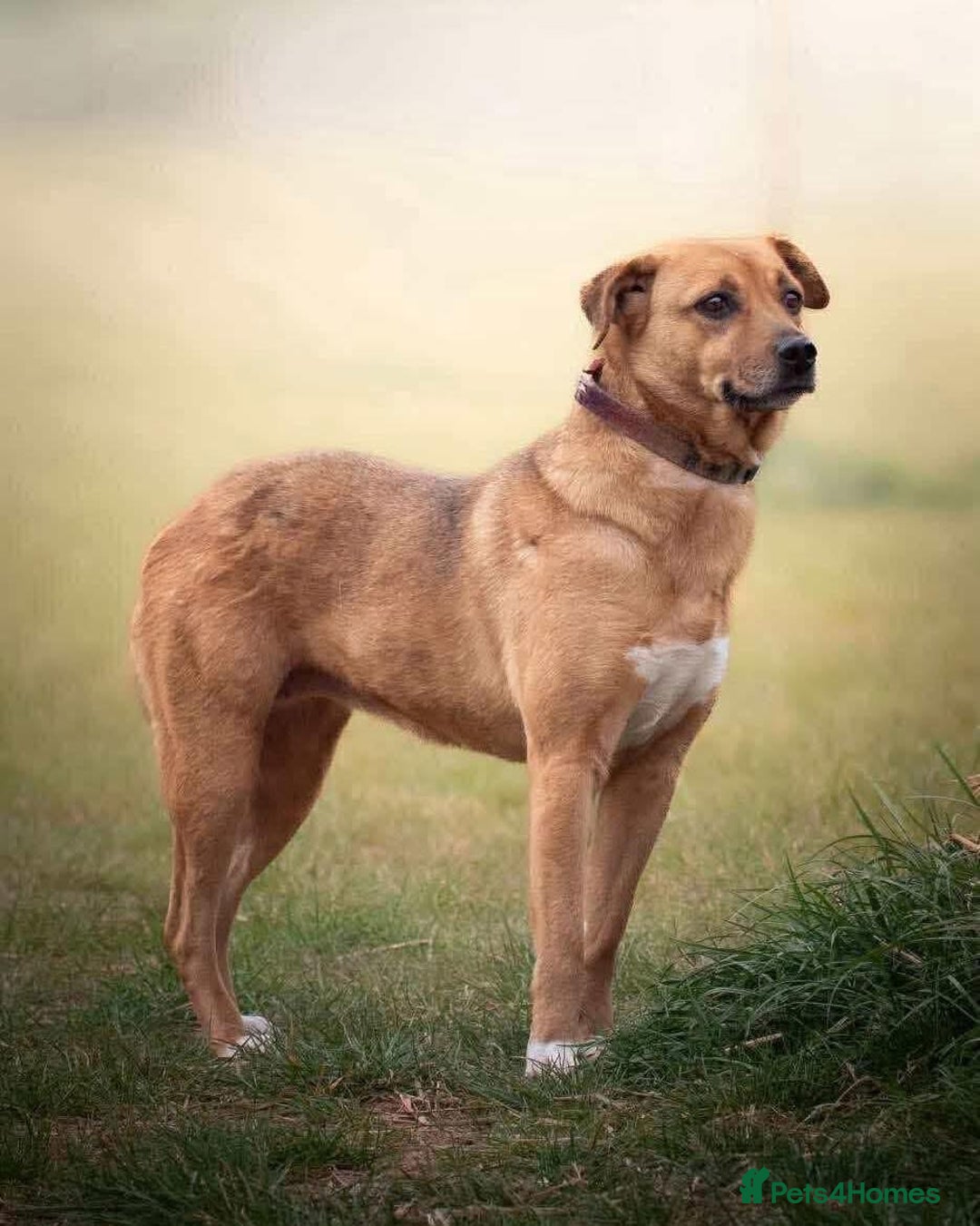 Mixed Breed dogs for adoption: 🧡 Delightful Duffy - once a shell of a dog 🧡 in Kidderminster - Advert 17