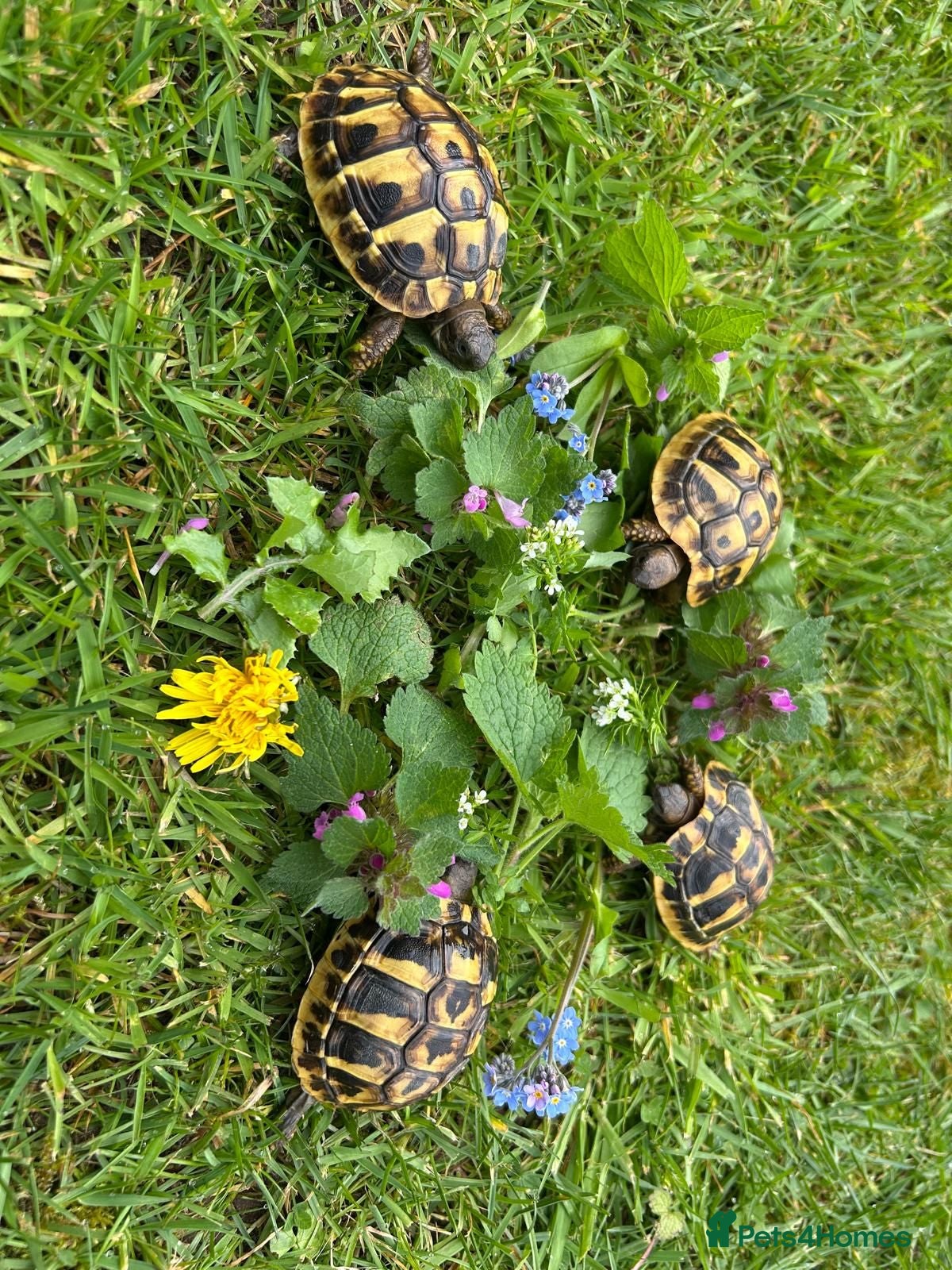 Hermann Tortoise reptiles Hermanns tortoises. 1 year old with article 10 - Advert 2