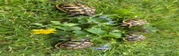 Hermann Tortoise reptiles for sale: Hermanns tortoises. 1 year old with article 10 - Advert 2