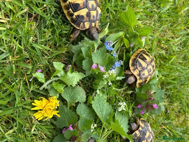 Hermann Tortoise reptiles for sale: Hermanns tortoises. 1 year old with article 10 - Advert 2