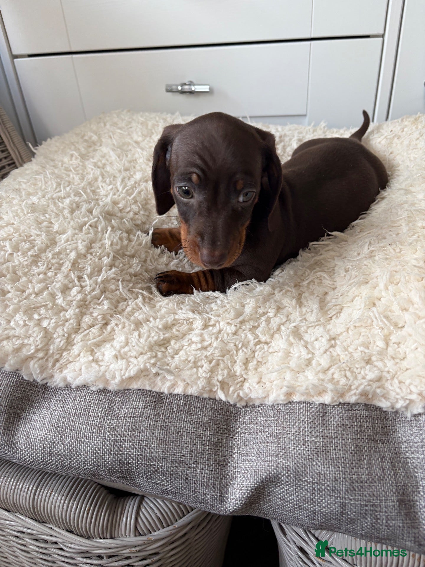 Miniature Dachshund dogs Miniature dachshunds  - Advert 2