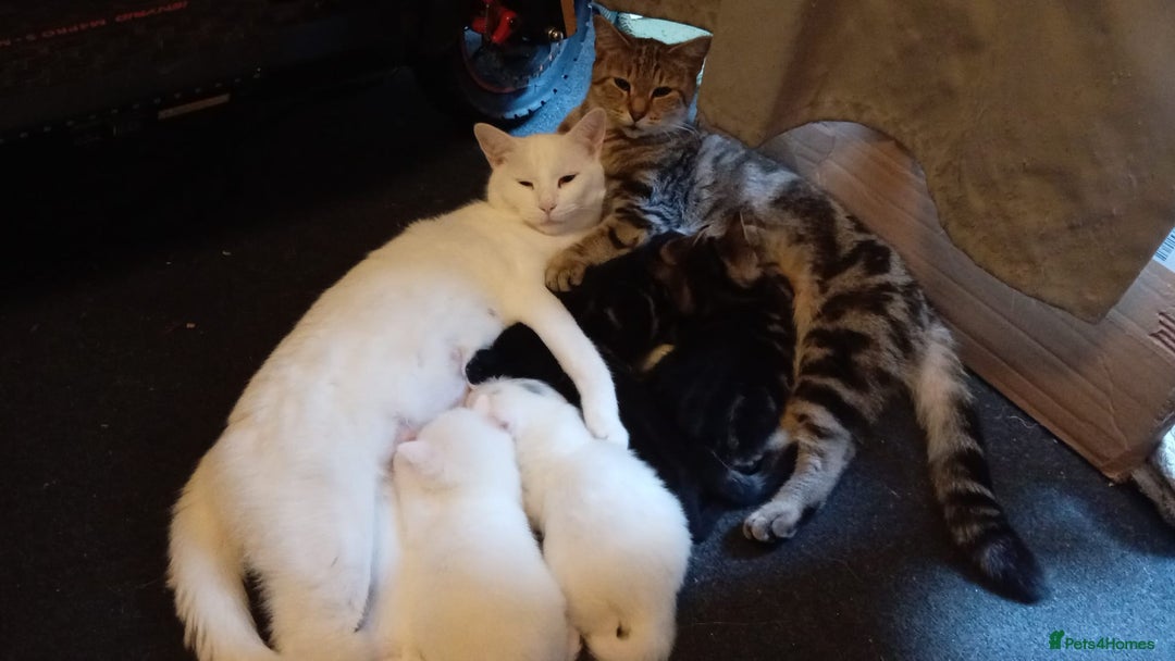 Mixed Breed cats for sale: Short hair white kitten for sale she is beautiful  - Advert 2