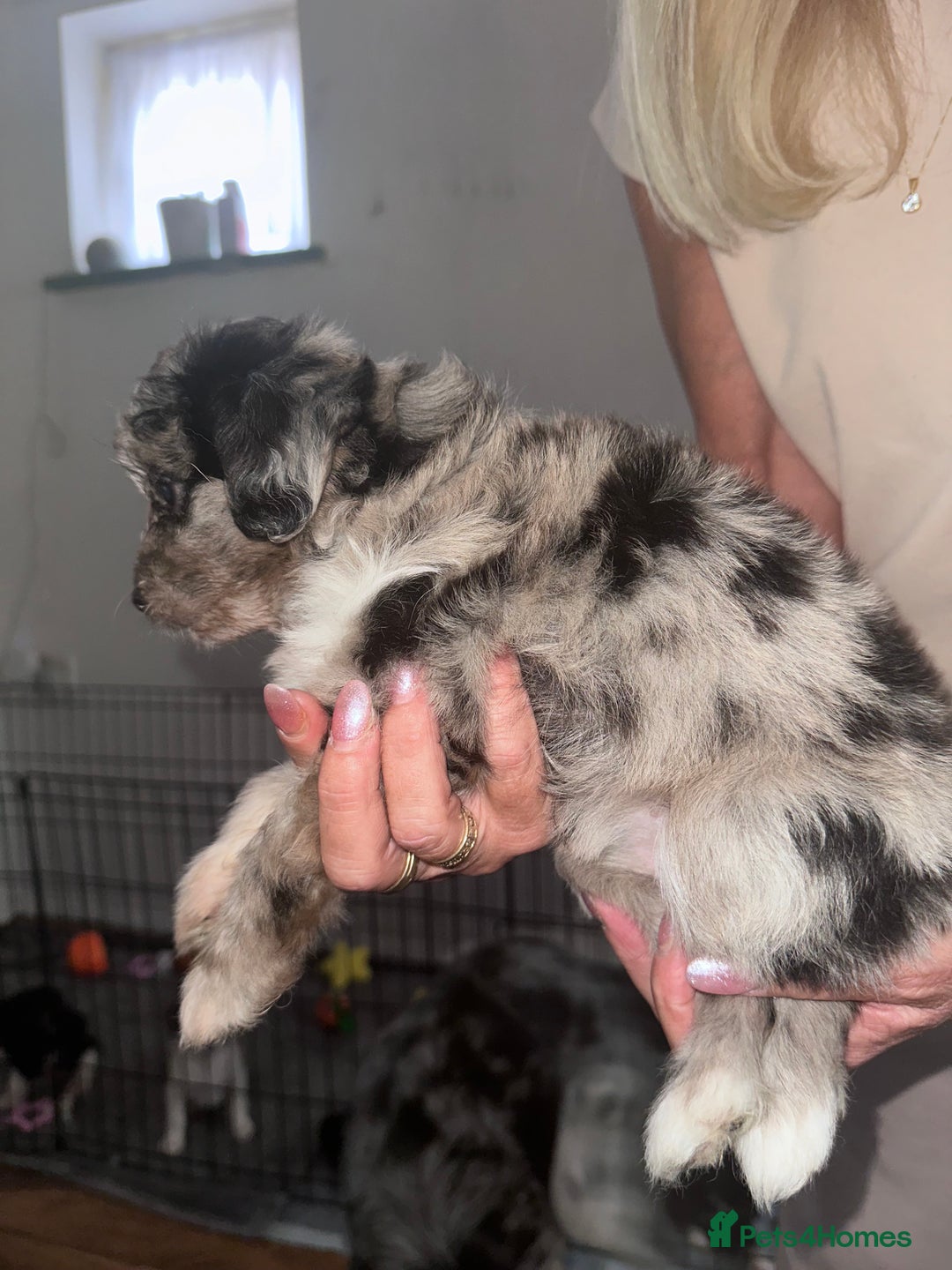 Mixed Breed dogs for sale: Blue Merle boarder collie crossed with a maltese - Image 6