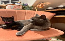 Domestic Shorthair cats for sale: Adorable Tortoiseshell Kittens - Image 21