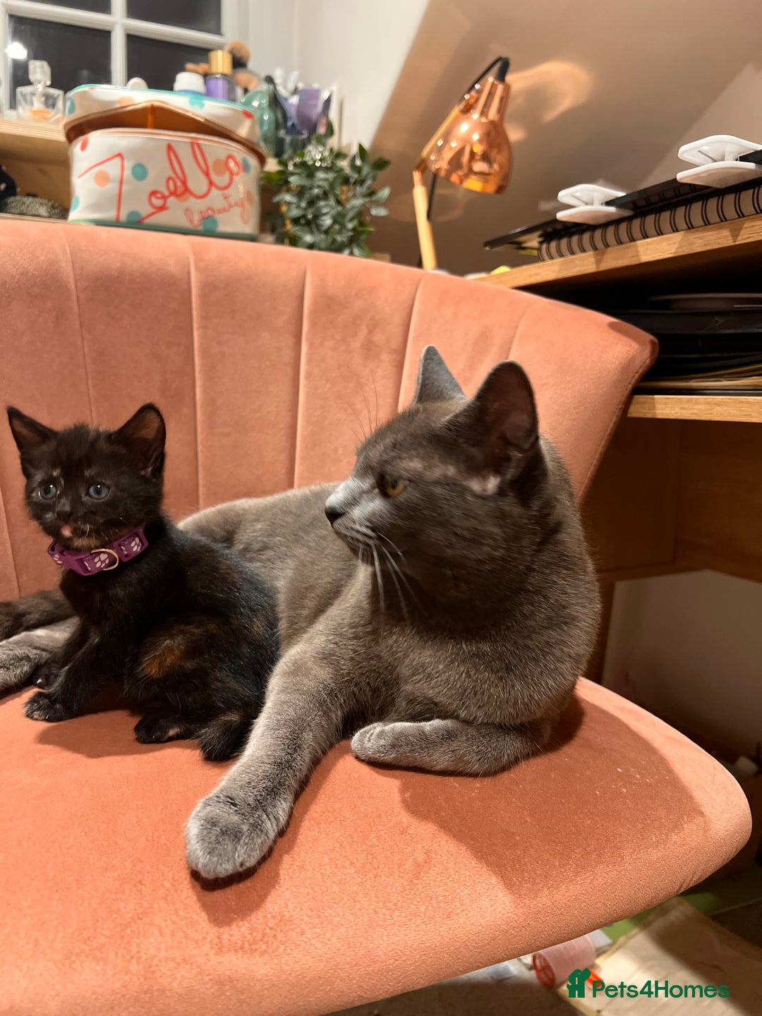 Domestic Shorthair cats for sale: Adorable Tortoiseshell Kittens - Image 21
