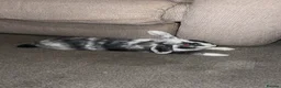 Mini Lop rabbits for sale: Oreo mini lop - Advert 2