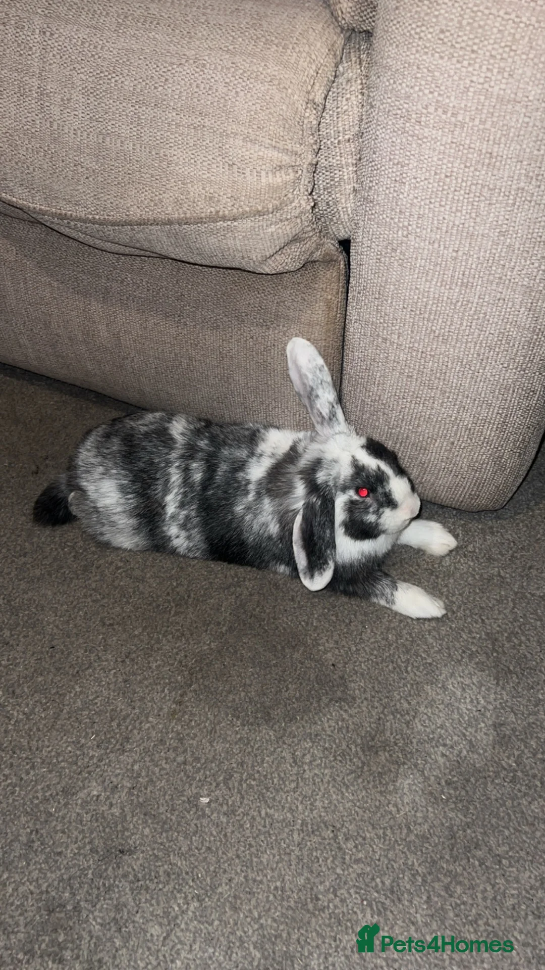 Mini Lop rabbits for sale: Oreo mini lop - Advert 2