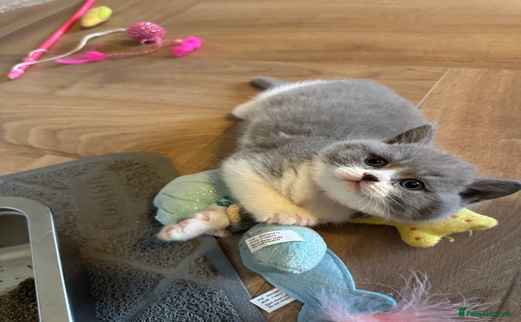 British Shorthair cats - Advert 15