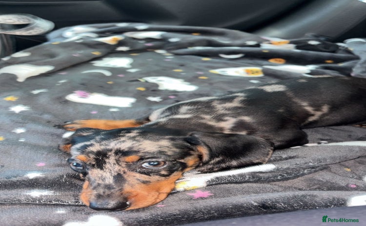 Miniature Dachshund dogs - Advert 2