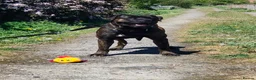 Cane Corso dogs for sale: This is Gus in Peterborough - Advert 5